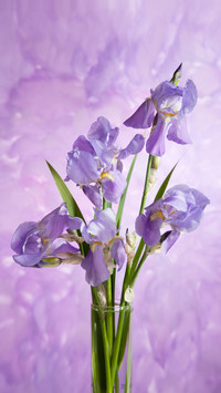 Monets Iris 4