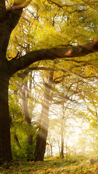 Green tree