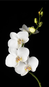 Background of plant photography 89