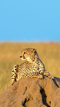 Cheetah lying on a rock in morning sun, Masai Mara, Kenya