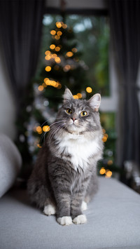 猫咪如何表达我爱你