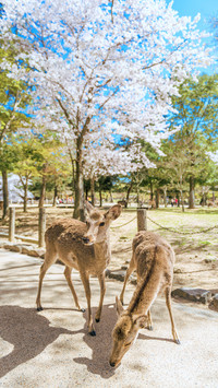 Japanese Nara Deer Dies Continuously 87