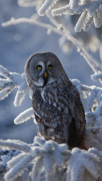 An Owl Standing on A Branch
