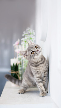 Kitten cat scottish straight, lop-eared fluffy, animal