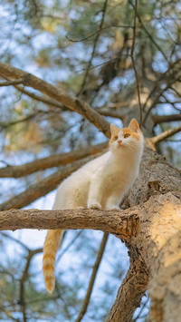 猫咪闲趣