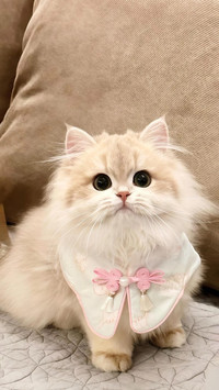 猫咪最喜欢玩哪些玩具