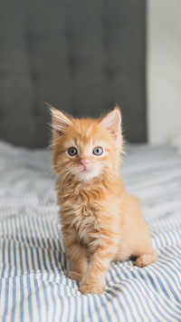 Tiny Fluffy Buff Kitten Sitting on Striped Blanket