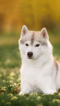 Dog290