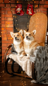 What is a dogs healthy sitting posture 43