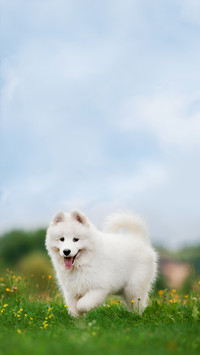 Adorable Samoyed Puppy on the Lawn
