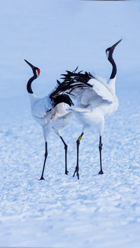 The elegant dance of the redcrowned crane