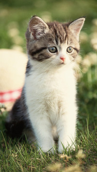 猫咪爱吃食物排行榜