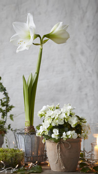 The 5 Most Concerned Issues for Flower Cultivation 91