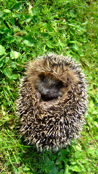 Hedgehog (3)