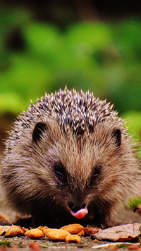 Hedgehog (6)
