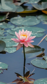 Key points of health knowledge in dashu