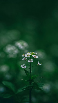 简约之花-拍信图库