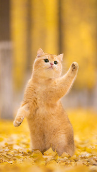 黄色系可爱猫咪