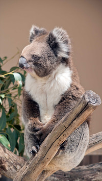 Cute koala-02