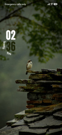 Small Bird