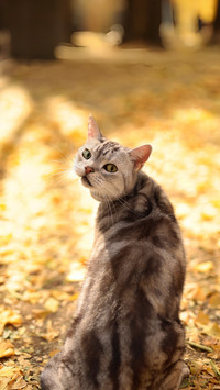 The philosophy of cats in autumn light 2