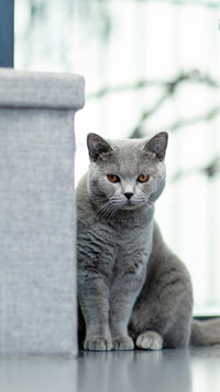 猫咪喜欢睡床的原因