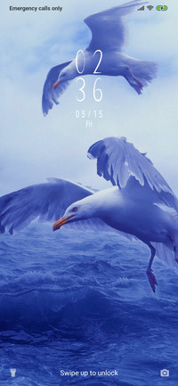Seagulls_3MDS