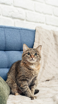 The cute cat is sitting on the sofa in living room closeup