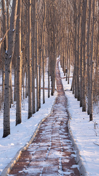 The snow scene of the songhua river