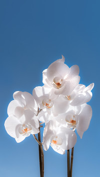 与花说