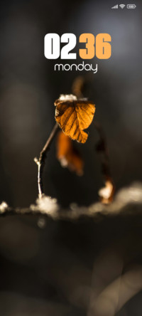 Leaf Veins