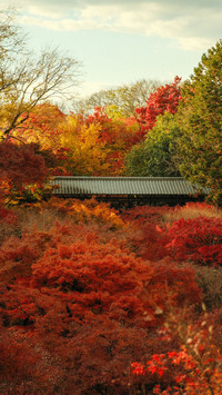 Maple leaves and a sky bridge