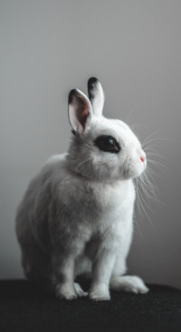 Easter (1)