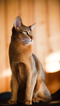 Kitty
