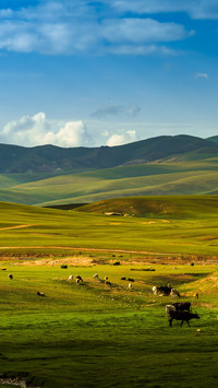 Cattle and sheep are raised on the grassland