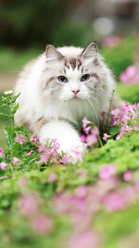Can you touch the cats paws 54