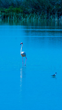 Bird Wallpaper