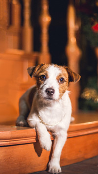 Dog Jack Russell Terrier. holiday