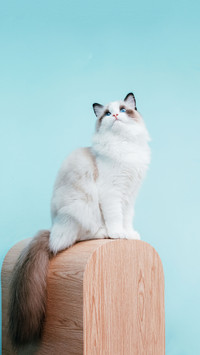 Why Few People Keep Puppet Cats 3