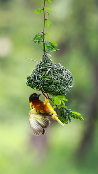 Weaving nest bird