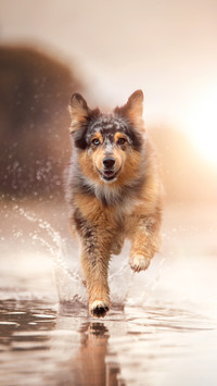 忠诚温柔的导盲犬