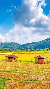 Ripe rice agriculture field in Thailand