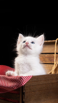White kitten, white kitten playing inside a wooden box