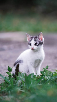 What should i do if my cat is too introverted
