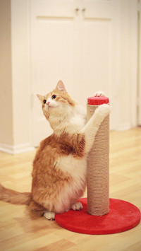 Why do cats hate taking showers
