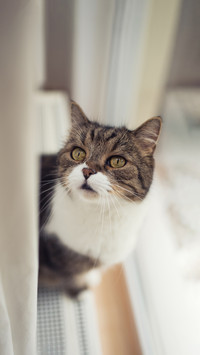 Tabby white british shorthair cat standing on radiator