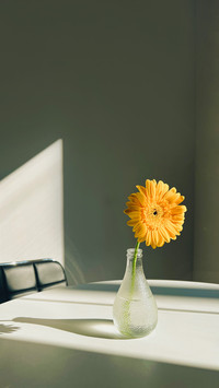 Sunflower always turns her face to the sun