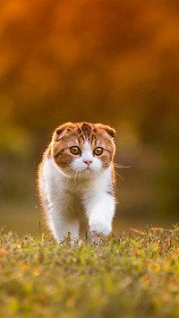 Pet cat30