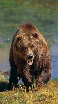 Brown bear vs tiger 45