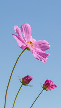 Outdoor blue sky and cosmos flowers